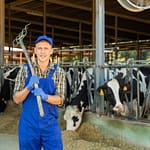 Farmer standing in a modern dairy barn with cows during milking time.