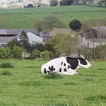 Herd of dairy cows grazing on hilly farmland in the UK or France